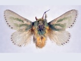 Coenobasis albiramosa